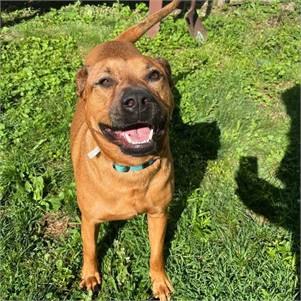 Lorraine the Hound Mix at Animal Alliance of NJ