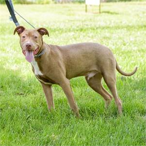 Clyde the Hound & Terrier Mix at Animal Alliance of NJ