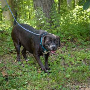 Jackie the Black Labrador Retriever & Hound Mix at Animal Alliance of NJ