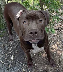 Hershey the Retriever Mix at Animal Welfare Association of New Jersey