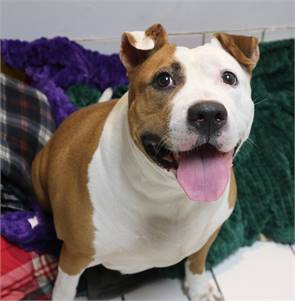 Waffles the American Staffordshire Terrier & Hound Mix at AHS - Forked River