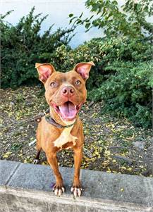 Madison the Pit Bull Terrier Mix at Associated Humane Societies - Newark