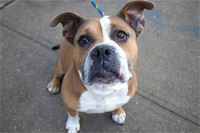 Alvin the American Bully Mix at Associated Humane Societies - Newark