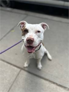 Sherri the Pit Bull Terrier Mix at Associated Humane Societies - Newark