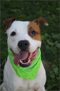 Oscar the Pit Bull Terrier Mix at Associated Humane Societies - Newark