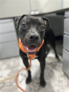 Courage the Pit Bull Terrier Mix at Associated Humane Societies - Newark