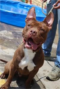 Spike the American Bully Mix at Associated Humane Societies - Newark