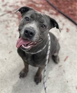 Monika the Pit Bull Terrier Mix at Associated Humane Societies - Newark