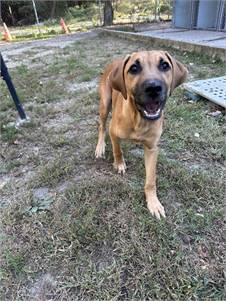 Winston the Mixed Breed at Beacon Animal Rescue