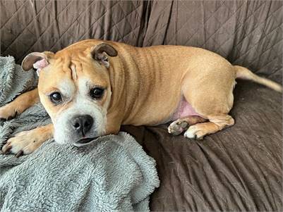 Cindy the English Bulldog & Pit Bull Terrier Mix 