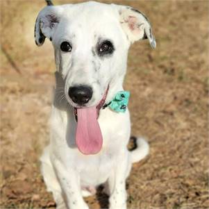 Gomez the Great Pyrenees & Dalmatian Mix at Big Dog Rescue Project