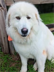 Mrs. Claus the Great Pyrenees at Big Dog Rescue Project