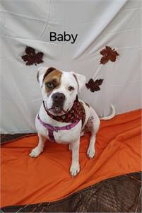 Baby the English Bulldog at Cape May County Animal Shelter and Adoption Center