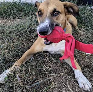 Copper the Australian Shepherd/German Shepherd Dog at Friends With Four Paws