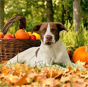 Loki the Labrador Retriever/Australian Cattle Dog at FurryTail Endings Canine Rescue