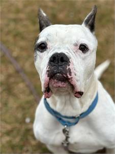 Bugsy the Bulldog, American/Boxer at Homeward Bound