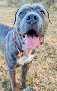 Gerry the Mixed Breed at Homeward Bound