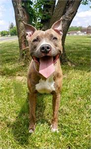 Kaylee the Terrier, American Pit Bull/Mix at Homeward Bound