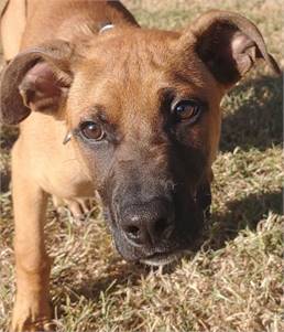 Slinky the Mixed Breed at Homeward Bound