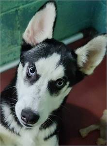 Chanel the Siberian Husky at Husky House