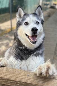 Azul the Siberian Husky at Husky House