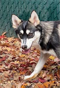 Willow the Pomeranian / Siberian Husky at Husky House