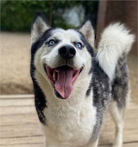 Alexa the Siberian Husky at Husky House