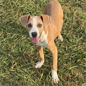 Buttons the American Foxhound & Mountain Cur Mix at JKRC Rescue