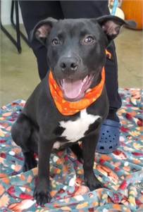 Julio the Staffordshire Terrier & Black Labrador Retriever Mix at JKRC Rescue