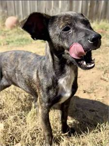 Sandy the Chihuahua Mix at JKRC Rescue