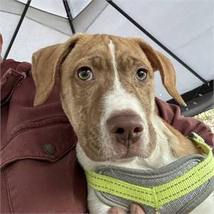 Ginger the Pit Bull Terrier & Catahoula Leopard Dog Mix at JKRC Rescue