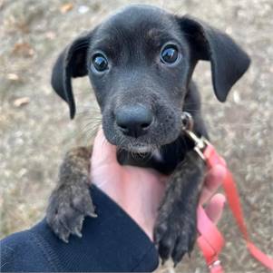 Jack Black the Labrador Retriever & Terrier Mix at Lost Paws Animal Rescue