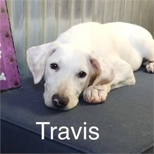 Travis the Hound & Labrador Retriever Mix at Lost Paws Animal Rescue