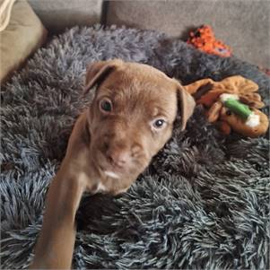 Cressy the Shepherd at MatchDog Rescue