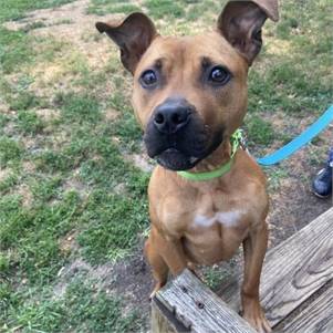 Danica the Pittie Mix at Monmouth County SPCA