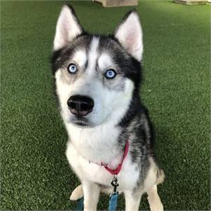 Arctic the Husky at Monmouth County SPCA