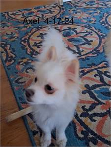 Axel the Pomeranian Mix at No Paw Left Behind