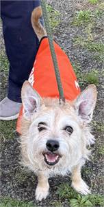 Scrappie NJ the Cairn Terrier Mix at North Star Pet Rescue