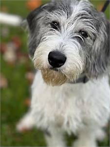 Lenny the Wirehaired Fox Terrier/Labrador Retriever at O.S.C.A.R.