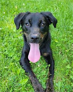 Rylo the Labrador Retriever/Shepherd at O.S.C.A.R.