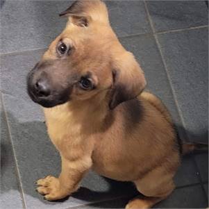 Souffle the Shepherd Mix at Puppy Love Pet Rescue