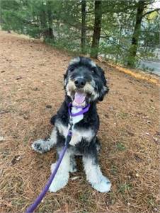 Lexi the Bernese Mountain Dog - Poodle at Ramapo-Bergen Animal Refuge