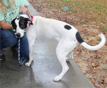 Ebony the Mixed Breed at St. Hubert's Animal Welfare Center