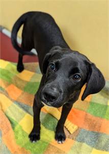 Jelly Bean the Mixed Breed at St. Hubert's Animal Welfare Center