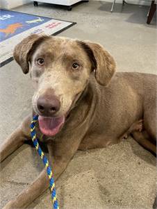 Roxana the Weimaraner/Mix at St. Hubert's Animal Welfare Center