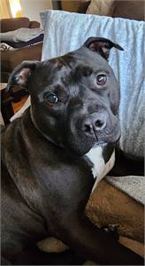 Hailey the Pit Bull Terrier / American Staffordshire Terrier / Mixed at Sammy's Hope