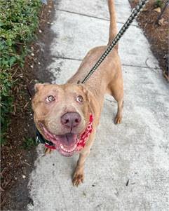 Cher the Terrier & Yellow Labrador Retriever Mix at Paws on the Green