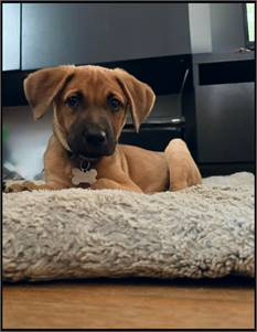 Sierra the Shepherd & Labrador Retriever Mix at Furever Home Dog Rescue