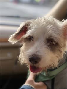 Ares, 1,5- year-old male, Schnauzer&Poodle mix, deaf