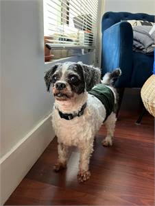 Pierre the Poodle Mix at Linus & Friends